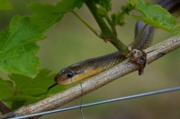 Uzovka stromova - Zamenis longissimus - Aesculapean Snake o3926
